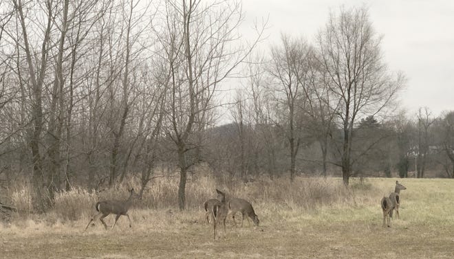 Six young deer graze on New Year’s Day near the Reeves Industrial Park in Dover. The photo was taken by Marta Farbizo Vassiles, of Dover. It was submitted by her daughter Chrysanthe Vassiles.