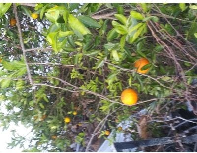 This orange tree behind Parker United Methodist Church is bearing fruit in winter. [REV. JACK STANLEY]
