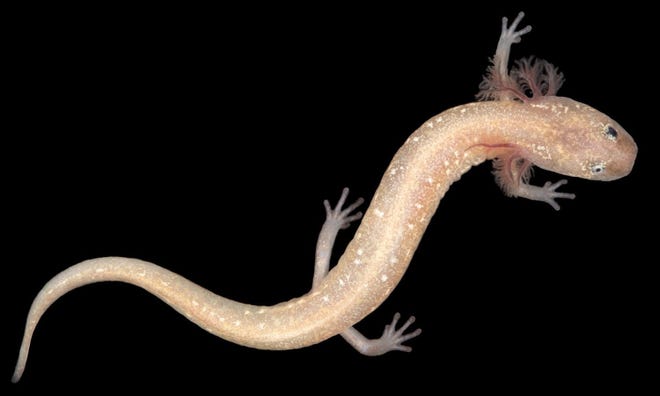 A new, as-yet unnamed species of Hill Country salamander has been identified by University of Texas researchers. [University of Texas]