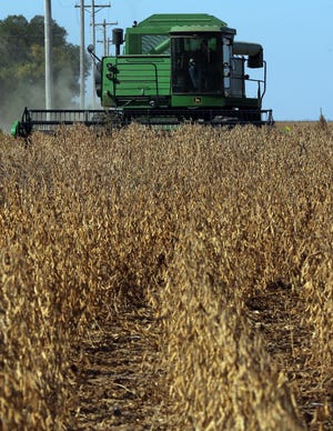 Jenny Burgess powers through the south side of a field while harvesting soybeans near Sterling in October, 2016. [FILE PHOTO]