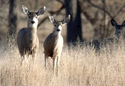 Mule deer are pictured in a timbered area along the South Fork of the Republican River northeast of St. Francis in Cheyenne County. [File]