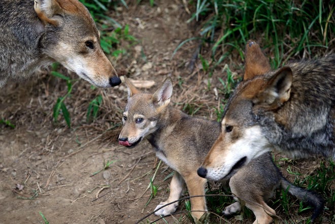 The parents of this 7-week-old red wolf pup keep an eye on their offspring at the Museum of Life and Science in Durham, N.C., on June 13, 2017. (AP Photo/Gerry Broome, File)
