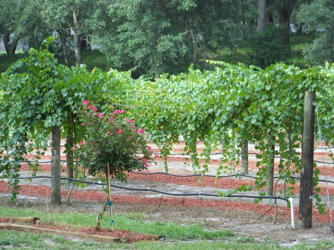 The muscadine vinyard at Elliott Vinyards, Pierson [News-Journal file]