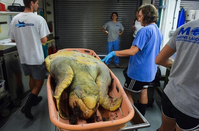 A deceased loggerhead sea turtle is examined. [CARLOS MUNOZ/SARASOTA HERALD-TRIBUNE]