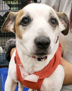 Roscoe the 7-year-old Jack Russell Terrier was taken from the Gastonia PetSmart on Jan. 5. He's since been returned and adopted. [Special to The Gazette]