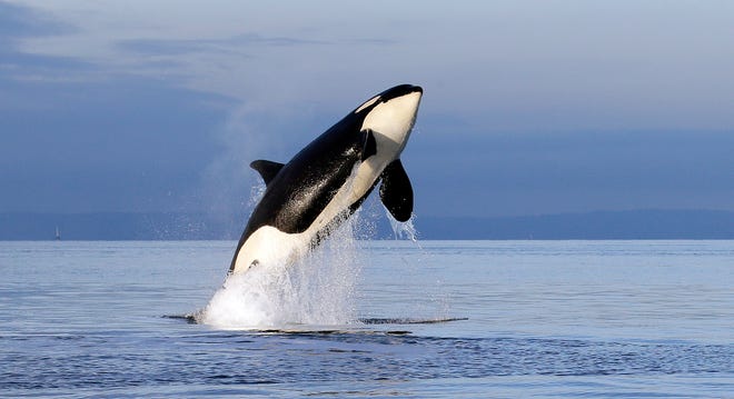 FILE- In this Jan. 18, 2014, file photo, an endangered female orca leaps from the water while breaching in Puget Sound west of Seattle, Wash. For years, scientists have identified dams, pollution and vessel noise as causes of the troubling decline of the Pacific Northwest's resident killer whales. Now, they may have found a new and more surprising culprit: pink salmon. Salmon researchers perusing data on the website of the Center for Whale Research noticed a startling trend: that for the past two decades, significantly more of the whales have died in even-numbered years than in odd years. In a newly published paper, they speculate that the pattern is related to pink salmon, which return to the waters between Washington state and Canada in enormous numbers every other year. (AP Photo/Elaine Thompson, File)