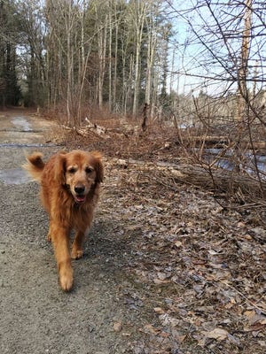 Sally at Georgetown-Rowley State Forest, Jan. 19, 2019.