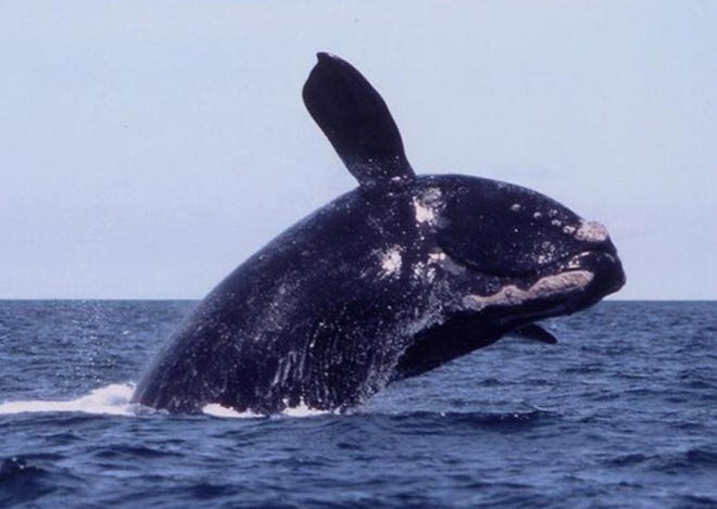 Only about 400 Atlantic right whales remain on the planet. [COURTESY PHOTO]