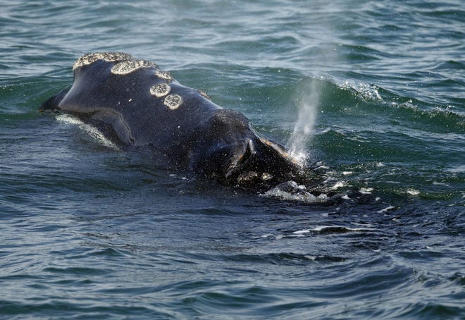 A North Atlantic right whale feeds on the surface of Cape Cod bay off the coast of Plymouth, Mass. Rescuers who respond to distressed whales and other marine animals say the federal government shutdown is making it more difficult to do their work. [AP photo/Michael Dwyer, file]