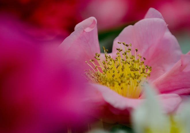 Many varieties of camellias will be on display Feb. 2 for the Augusta Camellia Show at Reid Memorial Presbyterian Church. Anyone can bring in blooms to be identified with or without entry in the show from 7 until 10:30 a.m. Public viewing will be from 1-6 p.m. [File/The Augusta Chronicle]