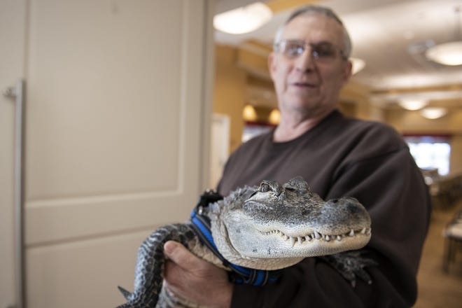 Joie Henney holds up Wally, a 4-foot-long emotional support alligator, at the SpiriTrust Lutheran Village in York, Pa. Henney says he received approval from his doctor to use Wally as his emotional support animal after not wanting to go on medication for depression. [ TY LOHR / YORK DAILY RECORD ]