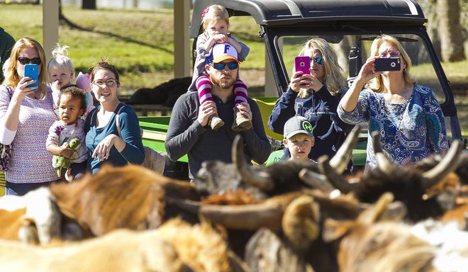 Families watch the cows arrive at Tuscawilla Park at the 2017 Cattle Drive and Cowboy Round-Up. [Doug Engle/Ocala-Star-Banner]