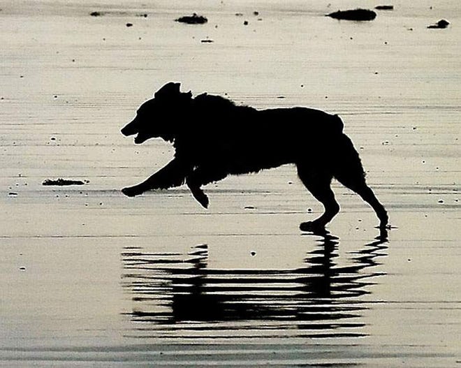 Rye Police Chief Kevin Walsh on Thursday said there is no scientific evidence to support allegations that dogs were poisoned on a town beach, but further testing is ongoing to rule out other harmful substances. [Herald file photo]