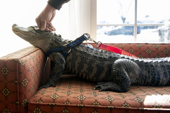 Wally, a 4-year-old emotional support alligator, soaks up the sun while his owner, Joie Henney, rubs his head at the SpiriTrust Lutheran Village in York, Pa. Henney says he received approval from his doctor to use Wally as his emotional support animal after not wanting to go on medication for depression. [Ty Lohr/York Daily Record via AP]