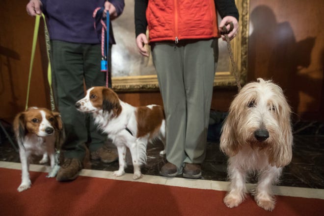 FILE - In this Jan. 10, 2018 file photo, Escher, left, and Rhett, center, Nederlandse kooikerhondje, and Juno, right, a grand basset griffon Vendeen, are shown by their handlers during a news conference at the American Kennel Club headquarters in New York. The two breeds are eligible to compete in the Westminster Kennel Club dog show for the first time in 2019. (AP Photo/Mary Altaffer, File)