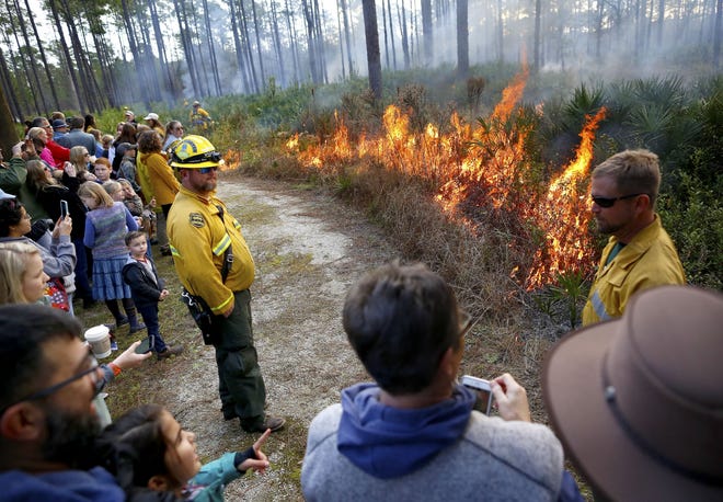 Observers watch as forest rangers demonstrate a prescribed burn to an area of scrub land at the Austin Cary Forest during the Flatwoods Fire and Nature Festival, just north of Gainesville, Saturday. This is the inaugural festival at the University of Florida teaching laboratory for fire sciences. [Brad McClenny/Staff photographer]