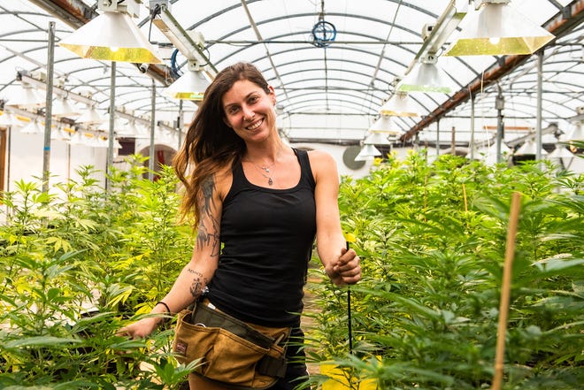 Head grower Nicole Vetterlein stands among rows of hemp plants in the greenhouse at New York Hemp Alliance in Warwick. The uses of hemp include nutrition, body care, paper, textiles, building materials, fuel, bioplastics, bio-composites, industrial sealants and coatings, biomedicine, electrical energy storage and nanotechnologies. [KELLY MARSH/FOR THE TIMES HERALD-RECORD]