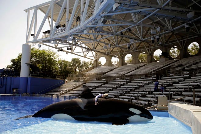 In this April 10, 2014, photo, Sea World trainer Michelle Shoemaker hugs killer whale Kayla as she works on a routine before a show in Orlando. SeaWorld officials say Kayla died Monday after a brief illness. (AP Photo/John Raoux)