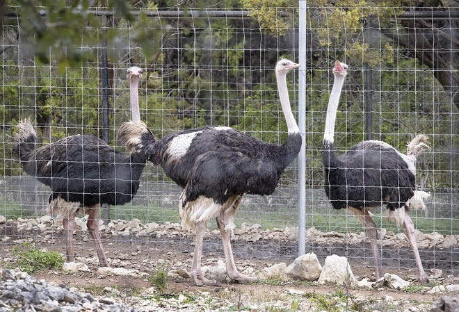 One point of concern for zookeepers was the zoo's four male ostriches, who regularly attack and pluck large portions of feathers from one another. A new enclosure for the ostriches is being built. (RALPH BARRERA/FOR THE AUSTIN AMERICAN-STATESMAN)