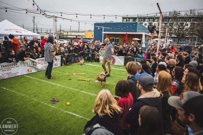 Yard Bar hosts its third annual Puppy Bowl Live with small dogs from participating pet owners. Funds raised go toward Austin Pets Alive. [Contributed by Chris Lammert]
