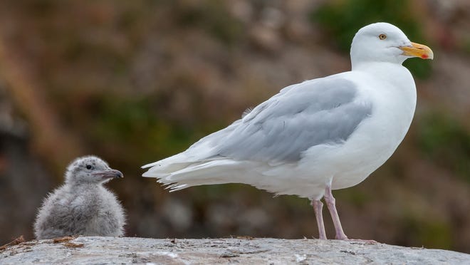 The “Twitchers out of the Rye” birding team set records in the recent annual Superbowl of Birding. Among its highlights were a spotting of a Glaucous Gull, a first for the team of birders. [Wikimedia photo]