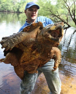 Researcher Travis Thomas holds an alligator snapping turtle. [Photo courtesy of Travis Thomas]