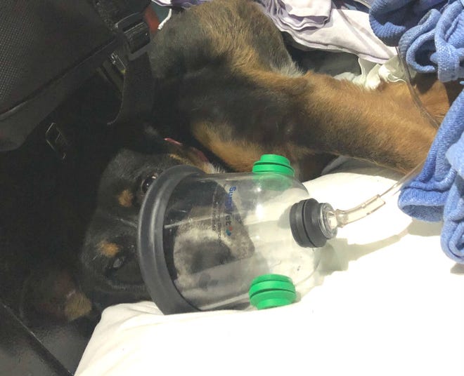 Missy, a German shepherd-Rottweiler mix, was pulled from a burning mobile home on Thursday night and was treated with oxygen. The dog was doing fine on Friday, the Springfield Fire Department said. [Photo courtesy of Springfield Fire Chief Allen Reyne]