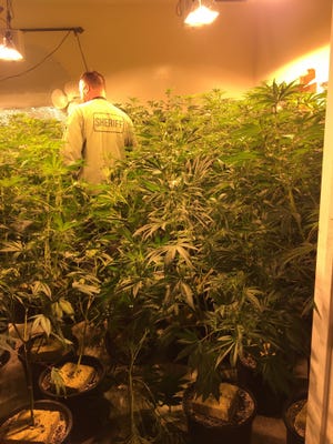 Officials raided five illegal marijuana grows in Phelan, Oak Hills, and Hesperia Friday. Three people were arrested in connection. [Photo courtesy of the San Bernardino County Sheriff's Department]