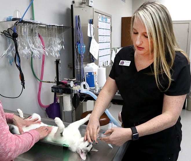 Head Veterinary Technician Allison Brooks assists with a procedure at the Gaston Low-Cost Spay/Neuter clinic in Gastonia. [JOHN CLARK/THE GASTON GAZETTE]