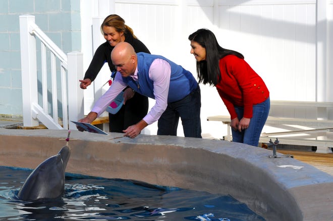 As Gulf World trainer Kylie Hagenow gestures and Beach resident Diana Tindle watches, husband James Tindle holds out the canvas for the dolphin — with brush firmly in mouth — to compose a painting. [CONTRIBUTED PHOTO]