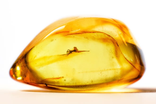 Amber stone with fossilized mosquito trapped inside. [BIGSTOCK IMAGE]