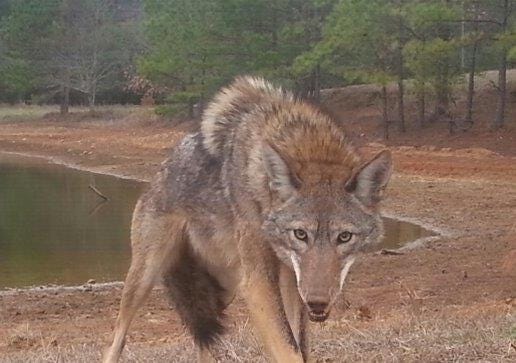 Sightings and encounters with coyotes are somewhat common in St. Johns County. "Because we're seeing more coyotes moving into urban areas, it's wise to be aware of them and know how to deal with them," says Mark Middlebrook, executive director of the Timucuan Parks Foundation. [FILE/GATEHOUSE MEDIA]