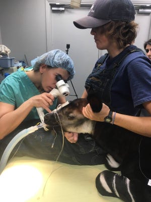 Dr. Caryn Plummer, a UF associate professor of ophthalmology, examines the eye of an okapi calf prior to surgery, as White Oak wildlife specialist Lacy Allen ensures the calf’s head remains in the correct position. [Photo courtesy of Caryn Plummer]
