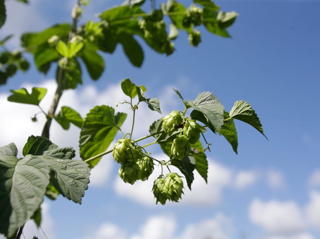 Hops plants grow at Joe Winiarski's small farm and brewery in Wildwood, recognized as the first commercial hops grower in Florida. [JOHN RAOUX/AP File]