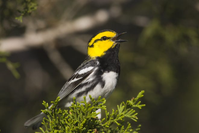 A golden-cheeked warbler perches on a branch in the Wild Basin Wilderness Preserve in western Travis County. [Courtesy Greg Lasley]