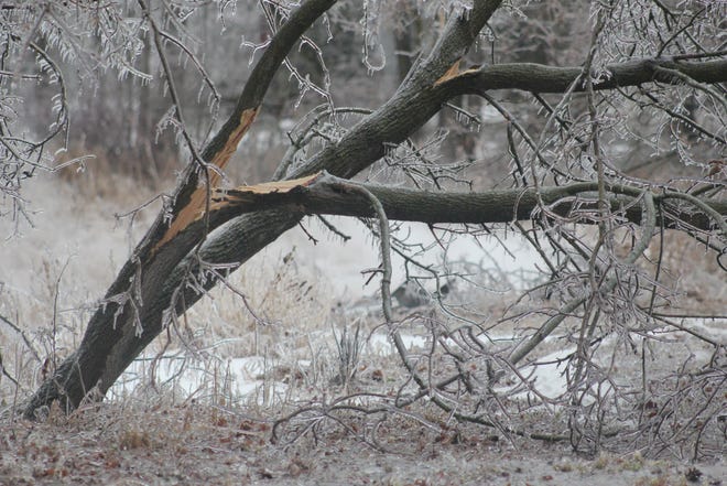 One of the many trees in Ionia County that collapsed under the weight of freezing rain Thursday. Smoke from a downed power line can be seen in the background. [Mitchell Boatman/Sentinel-Standard staff]