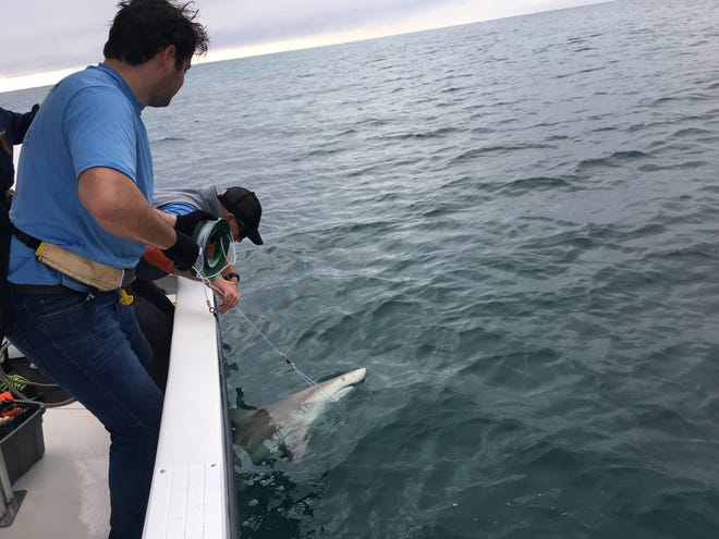 Florida Atlantic University graduate student Braden Ruddy, 22, (left) helps Ryan Stolee, 39, who is pursuing a master's in biology, reel in a black tip shark off Palm Beach on Monday, Feb. 4, 2019. The two are working on a special project that fits sharks with censors to learn more about their daily lives in their migration to South Florida. [KIMBERLY MILLER/palmbeachpost]