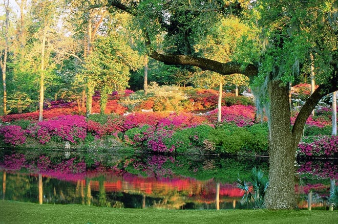 In the spring, azaleas bloom on the hillside by the Mill Pond and along miles of pathways on the estate. [Courtesy of Middleton Place]