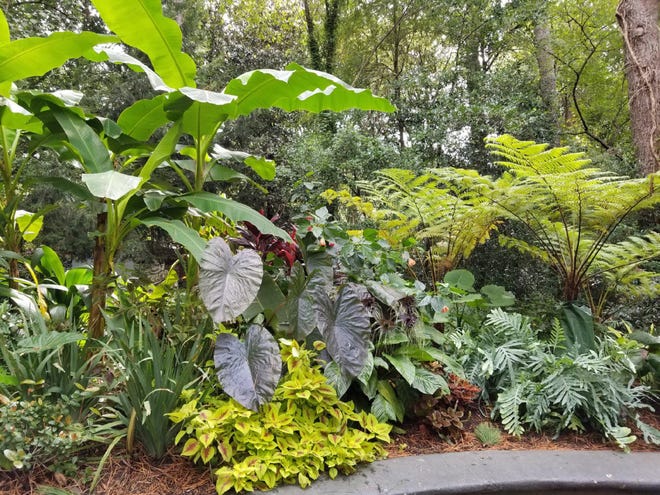 Atlanta is in Zone 7 but the Atlanta Zoo's choice of plants makes you think the islands. [James Winter/TNS]