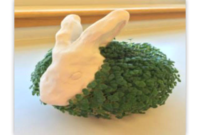 CHIA ANIMALS — Students will hand-build an animal out of clay in this class with Marcus Lawson. (Contributed)