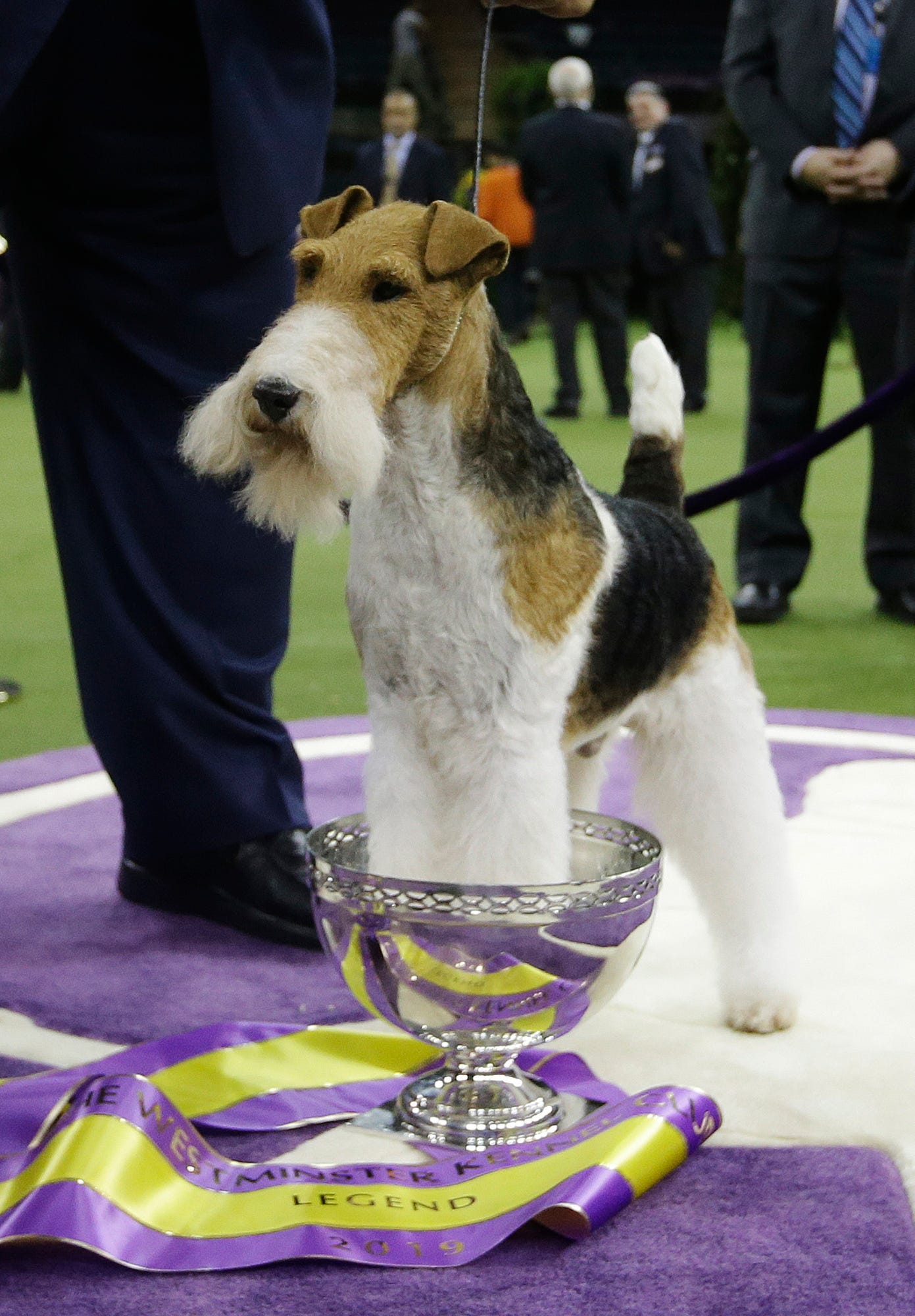 big fox terrier