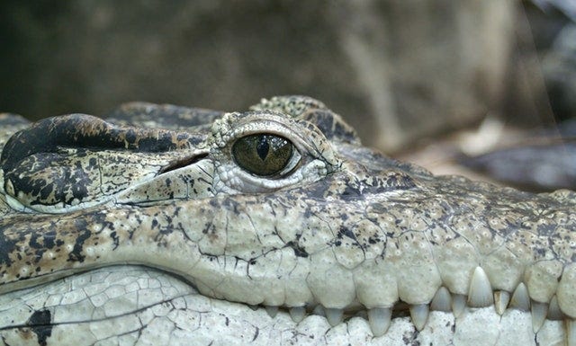 Alligator. Photo by: Pexels