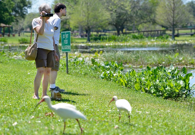 Joann Quinn video records the Egrets while Christopher Fisher looks out at the water at Venetian Gardens on Tuesday, Apr. 5, 2016 in Leesburg, Fla. (Amber Riccinto/ Daily Commercial)