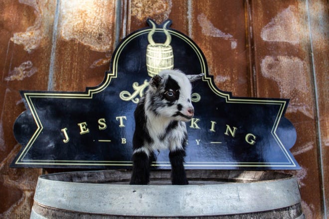 Millie, the princess of darkness, is one of the baby goats that will be running around at Jester King's returning doom metal goat yoga next month. [Contributed by Granger Coats and Chris Mumford]