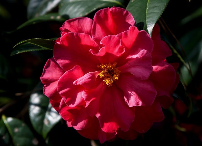 Frank Houser is a Camellia reticulata hybrid producing enormous blossoms. [TNS/Norman Winters]