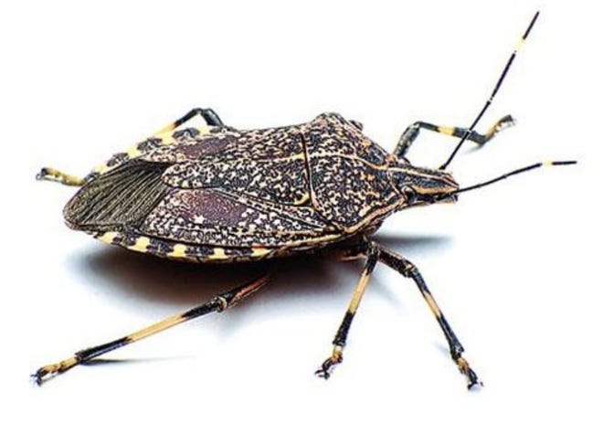 A Virginia Tech study found that 95 percent of stink bugs were killed by January's polar vortex. [COLUMBUS DISPATCH FILE PHOTO]