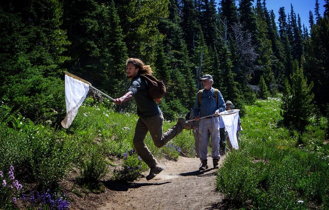 Tucker Grigsby, an intern with the Cascades Butterfly Project, jumps to catch a butterfly at Sunrise, Mt. Rainier, Washinhton, as volunteer Mark Johnston from Leavenworth watches in July 2017. [Ellen M. Banner/Seattle Times file via TNS]