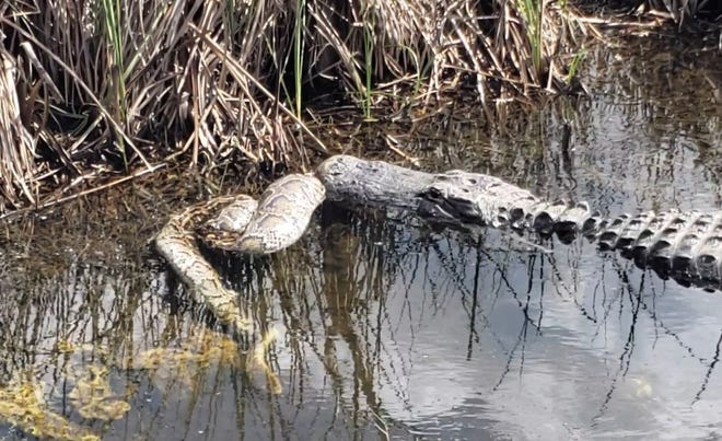 An American alligator takes on a Burmese python in this photo by Rich Kruger in Everglades National Park in February 2019. Provided by, Rich Kruger