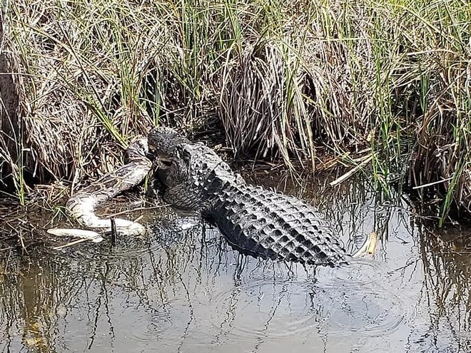 An American alligator takes on a Burmese python in this photo by Rich Kruger in Everglades National Park in February 2019. Contributed, Rich Kruger