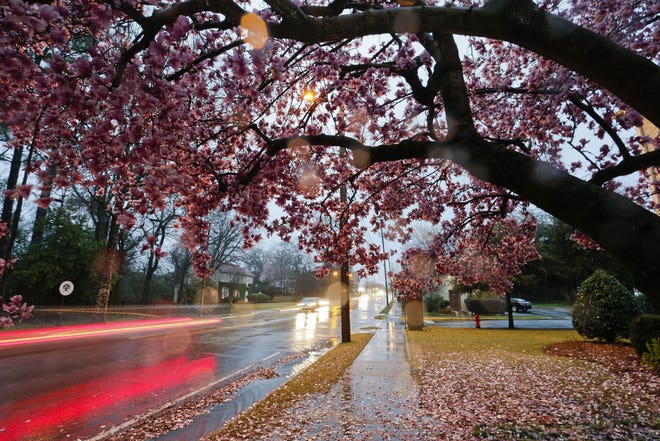 Rain complicates and beautifies the commute along University Boulevard Tuesday, Feb. 19, 2019, in Tuscaloosa. A slow shutter speed blurs the lights of automobiles passing a tulip tree in full flower. [Staff Photo/Gary Cosby Jr.]